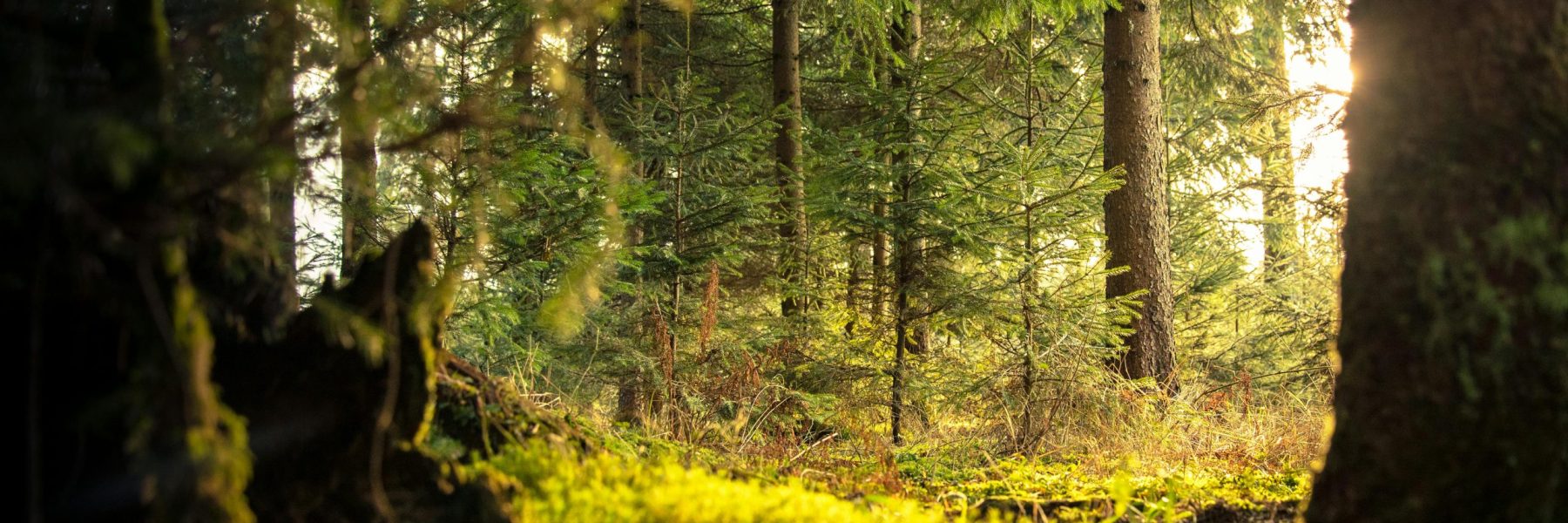 pexels-nejc-kosir-108379-338936